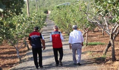 Yağışlar Siirt Fıstığına Yaradı: Yüksek Rekolte Bekleniyor