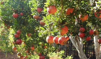 Siirt’in Şirvan İlçesinde Nar Hasadı Başladı