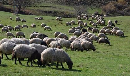 Siirt’te Hayvancılık Desteklerinde Son Gün 1 Aralık!