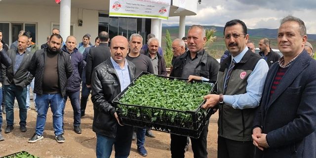 Siirt’te üreticilere hibe destekli sebze fidesi dağıtıldı