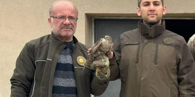 Tedavisi tamamlanan atmaca doğaya bırakıldı