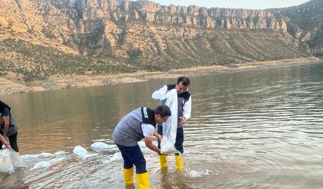 Siirt’te 1,3 milyon yavru şabut balığı baraj göllerine bırakıldı