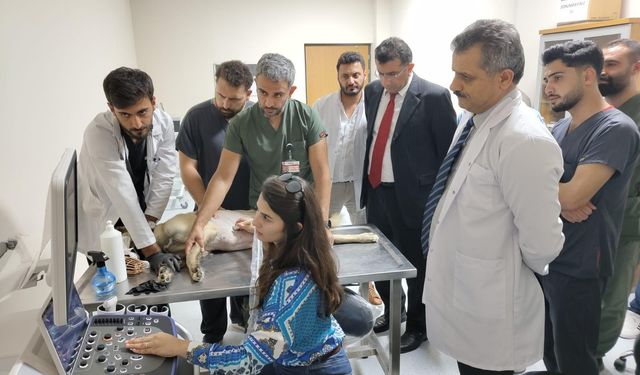Siirt Üniversitesi Hayvan Sağlığı Hastanesi'nde 969 hayvan tedavi edildi