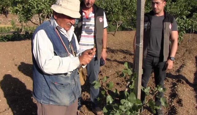 Siirt'te 40 derece sıcaklıkta fıstık aşılama çalışmaları yapılıyor