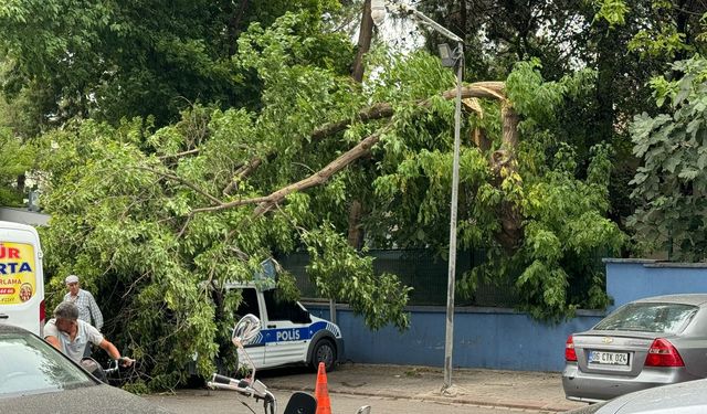 Siirt'te şiddetli rüzgarın etkisiyle ağaç devrildi