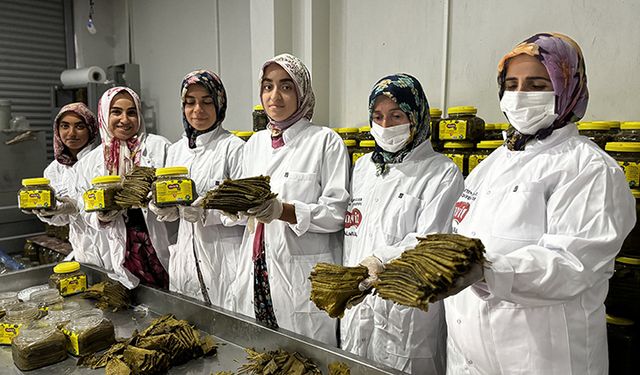 Siirt'te kadın kooperatifinin hazırladığı salamura yapraklar Avustralya'ya gönderilecek