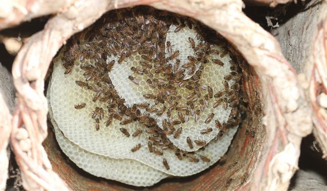 Siirt’te 56 kadın girişimciye 41 milyon TL hibe desteği