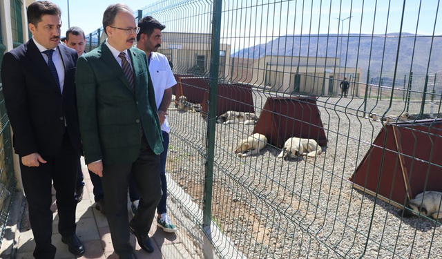 Siirt, Sokak Hayvanları Sorununu Çözen İlk İllerden Biri Oldu