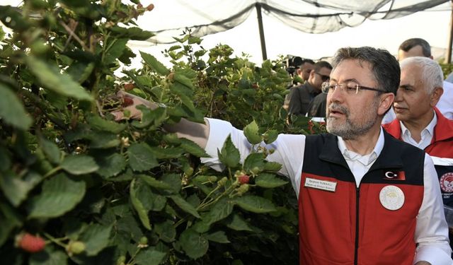 Bakan Yumaklı, Siirt’te böğürtlen hasadına katıldı