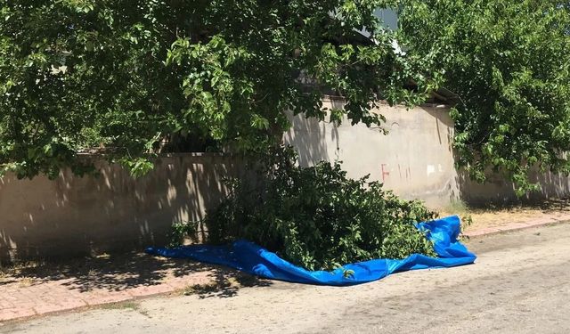 Siirt’te ağaçtan düşen adam yaralandı