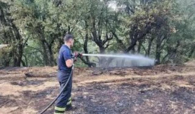 Siirt'te Orman Yangını: Ekipler Seferber Oldu
