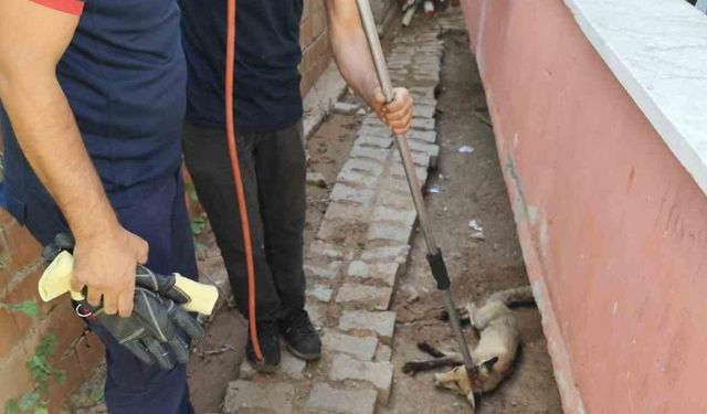Kurtalan'da Tilki Evin Bahçesine Girdi