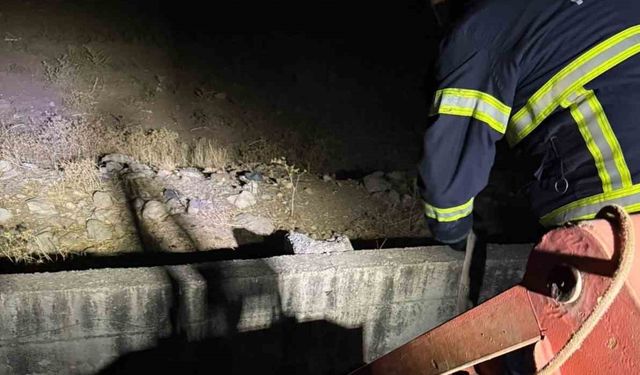 Siirt’te Kanala Düşen İnek Kurtarıldı