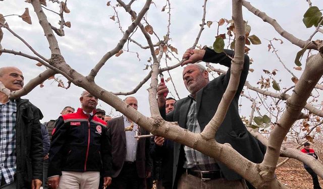 Siirt’te Fıstık Üreticilerine Teorik ve Pratik ‘Budama’ İle ‘Gübreleme’ Eğitimi