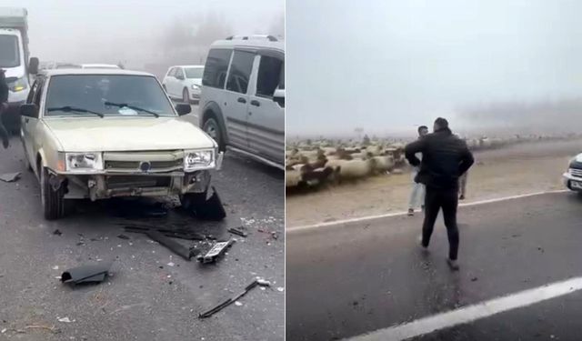 Siirt’te Sis Kazaya Neden Oldu: 3 Koyun Telef Oldu