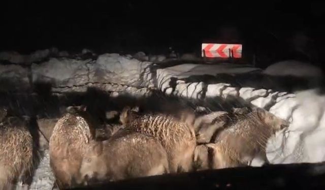 Siirt'te Domuz Sürüsü Yol Açma Çalışması Yapan Ekibin Önünde İlerledi