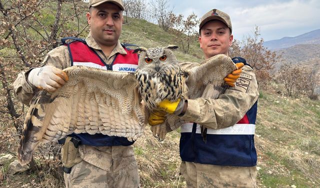 Siirt’te Jandarmadan Duyarlı Davranış: Yaralı Kulaklı Baykuş Koruma Altına Alındı