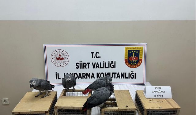 Siirt'te Kaçak Yaban Hayvanı Operasyonu: 8 Adet Jako Papağan Ele Geçirildi