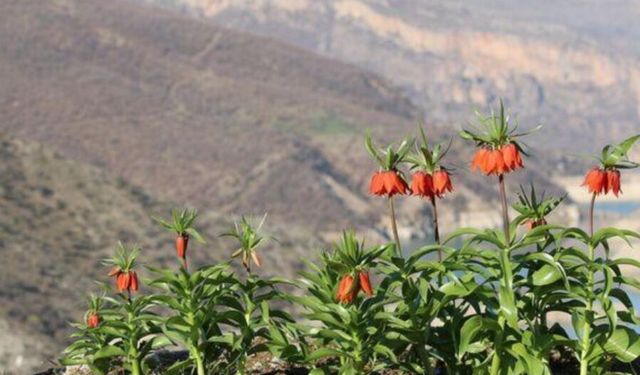 Şirvan’ın Yükseklerinde Doğa Uyanıyor: “Ağlayan Gelin”ler Yüzünü Gösterdi