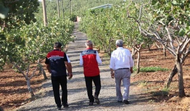 Yağışlar Siirt Fıstığına Yaradı: Yüksek Rekolte Bekleniyor