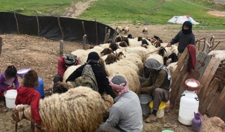 Siirt'te Göçebelerin Zorlu Yaşam Mücadelesi Sürüyor