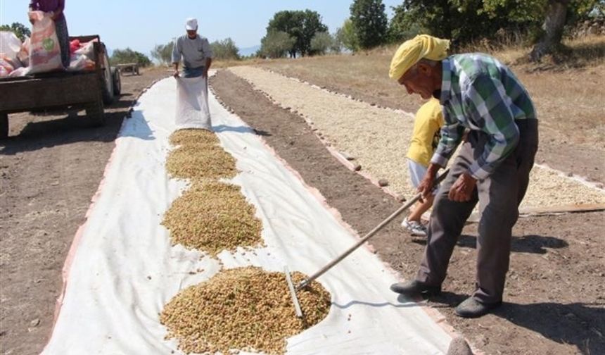 Siirt’te tarımsal destekleme tutarı 201 milyon liraya ulaştı
