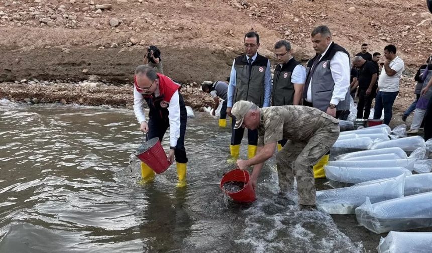 Siirt'te 1 milyon sazan yavrusu bırakıldı