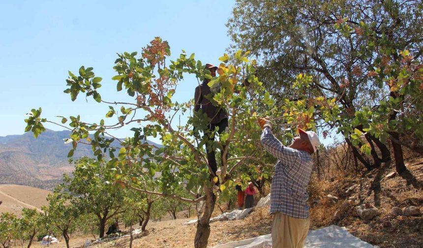 Siirt’te fıstık hasadı çiftçinin yüzünü güldürdü