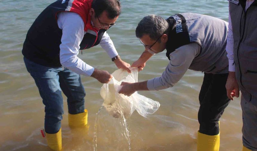 Siirt’te 2 milyon balık yavrusu baraj göllerine bırakıldı