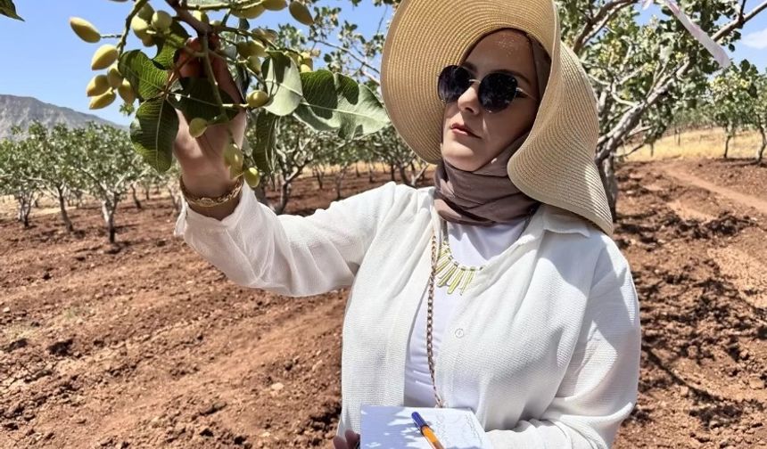 Siirt'te Fıstık Rekolte Çalışmaları Başladı
