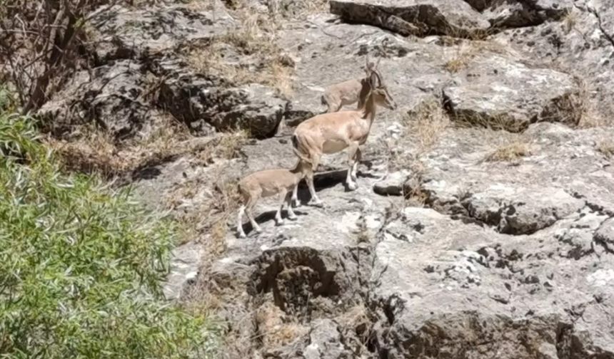 Şirvan'da Dağ Keçileri Görüntülendi