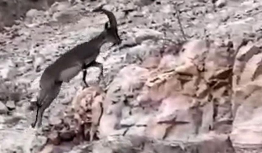 Siirt’te Nesli Tükenme Tehlikesi Altındaki Yabani Dağ Keçisi Görüldü