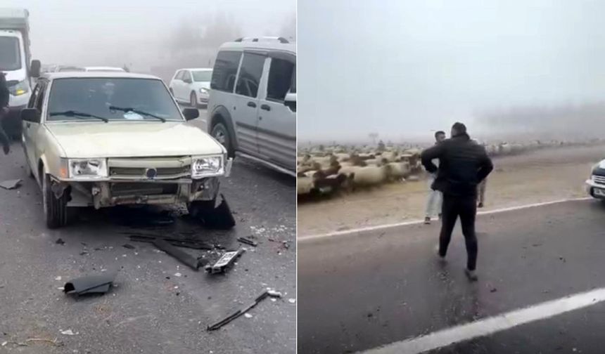 Siirt’te Sis Kazaya Neden Oldu: 3 Koyun Telef Oldu
