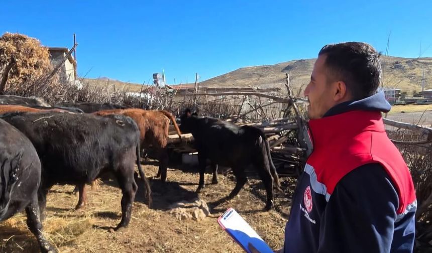 Pervari’de Üreticiye 10 Angus Teslim Edildi