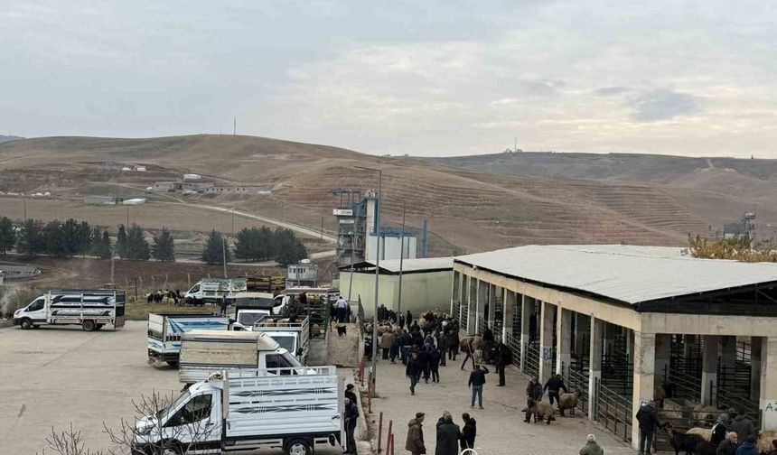 Şap Hastalığı Nedeniyle Kapalı Olan Siirt Hayvan Pazarı Açıldı