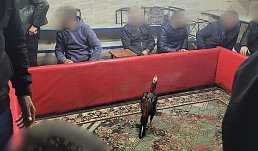 Siirt’te Yasa Dışı Horoz Dövüşüne Baskın: 60 Gözaltı