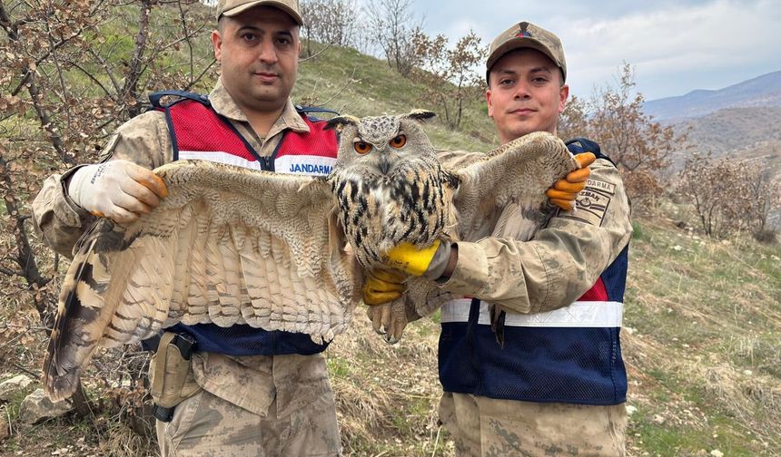 Siirt’te Jandarmadan Duyarlı Davranış: Yaralı Kulaklı Baykuş Koruma Altına Alındı