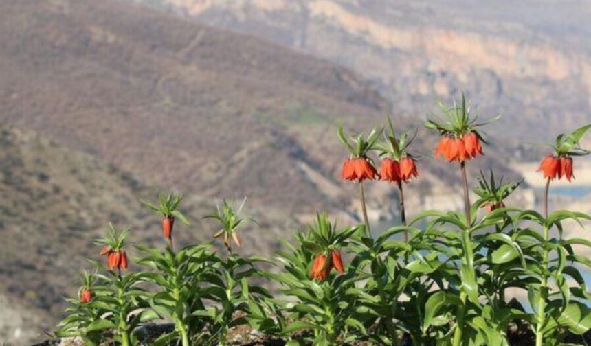 Şirvan’ın Yükseklerinde Doğa Uyanıyor: “Ağlayan Gelin”ler Yüzünü Gösterdi