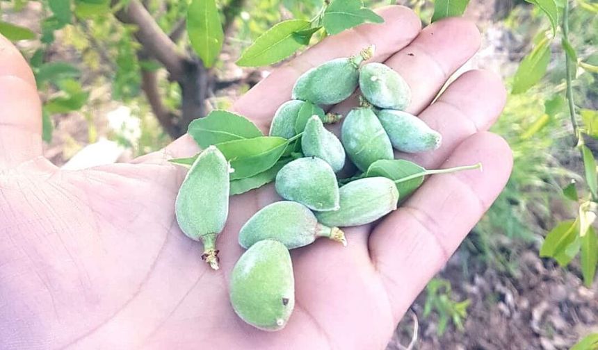 Siirt’te Baharın Habercisi: Çağla Tezgâhlarda Yerini Aldı