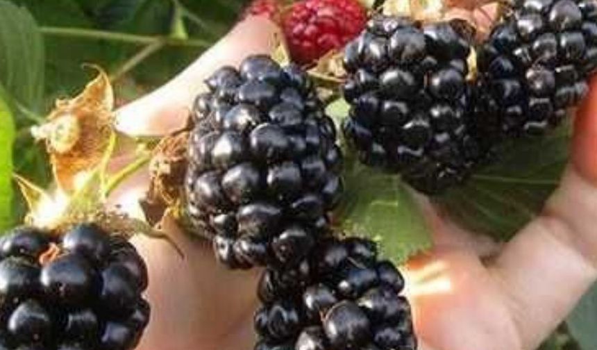 Sözleşmeli Böğürtlen Üretimi İçin Ön Talep Başvuruları Devam Ediyor