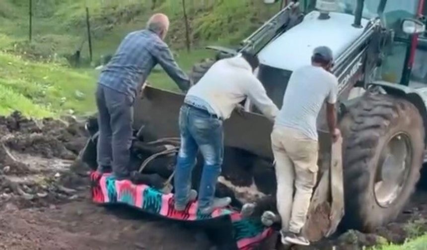 Siirt’te Kayıp Büyükbaş Hayvan Çamurdan Kurtarıldı