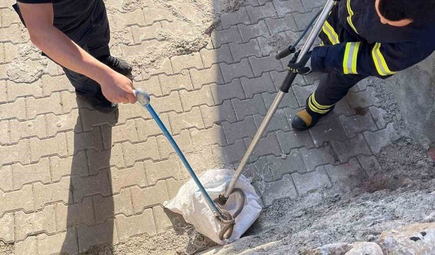 Siirt’te 1 Buçuk Metrelik Yılan Evin Bahçesinden Çıktı