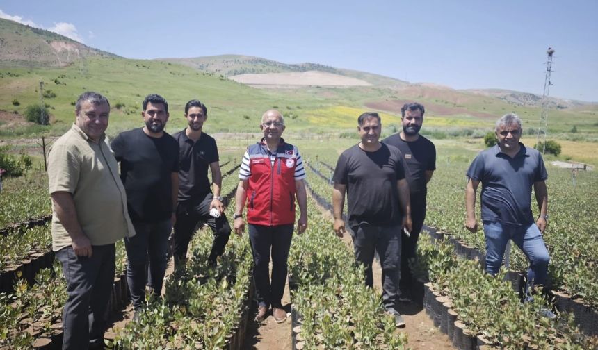 Siirt’te Fıstık Fidanı Üretimine Yakın Takip
