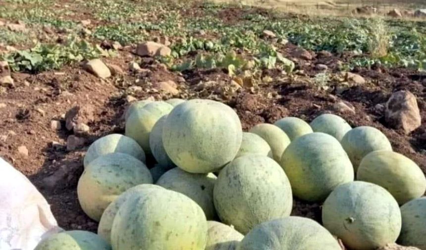 Cefan Kavunu Tezgâhlardaki Yerini Aldı: Kilosu 30 TL