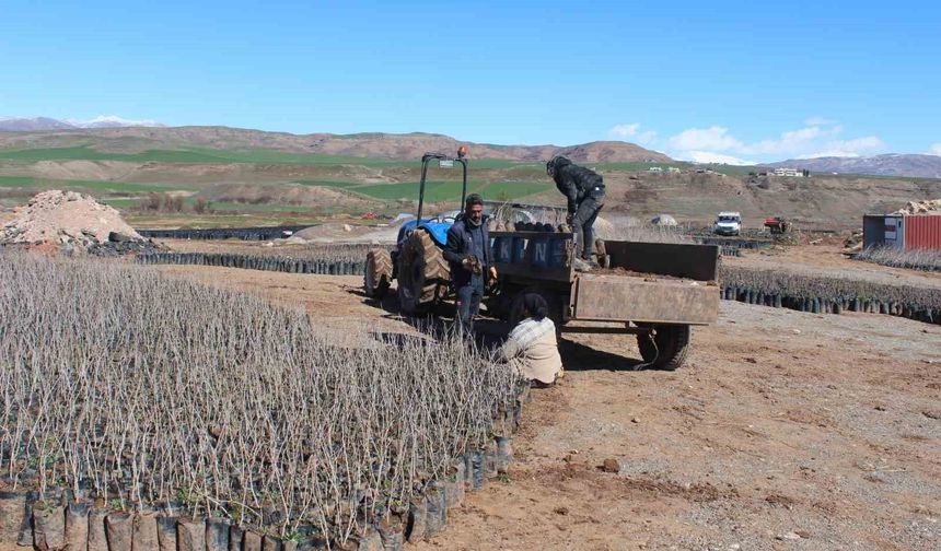 Siirt’te Fidan Desteği İçin Başvurular Başlıyor