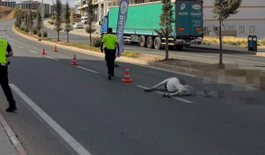 Siirt-Kurtalan Caddesi’nde Pikap Eşeğe Çarptı: Eşek Telef Oldu