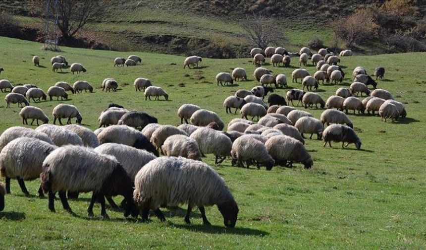 Siirt’te Hayvancılık Desteklerinde Son Gün 1 Aralık!