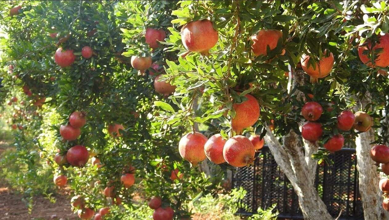Siirt’in Şirvan İlçesinde Nar Hasadı Başladı