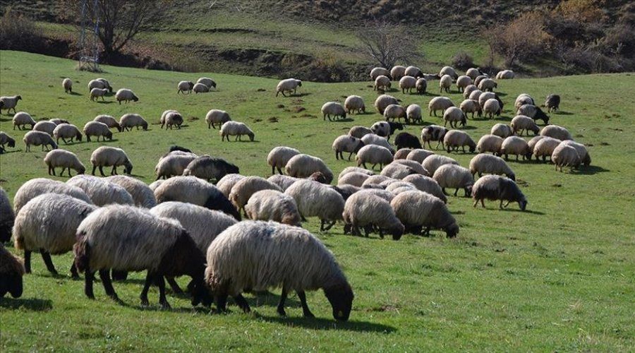 Siirt’te Hayvancılık Desteklerinde Son Gün 1 Aralık!