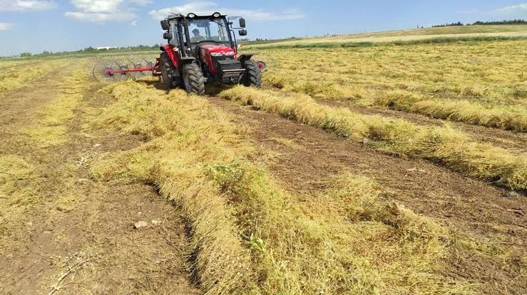 Siirt’te Mercimek Desteğinde Hak Sahipleri Açıklandı